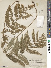 Dryopteris goldieana image