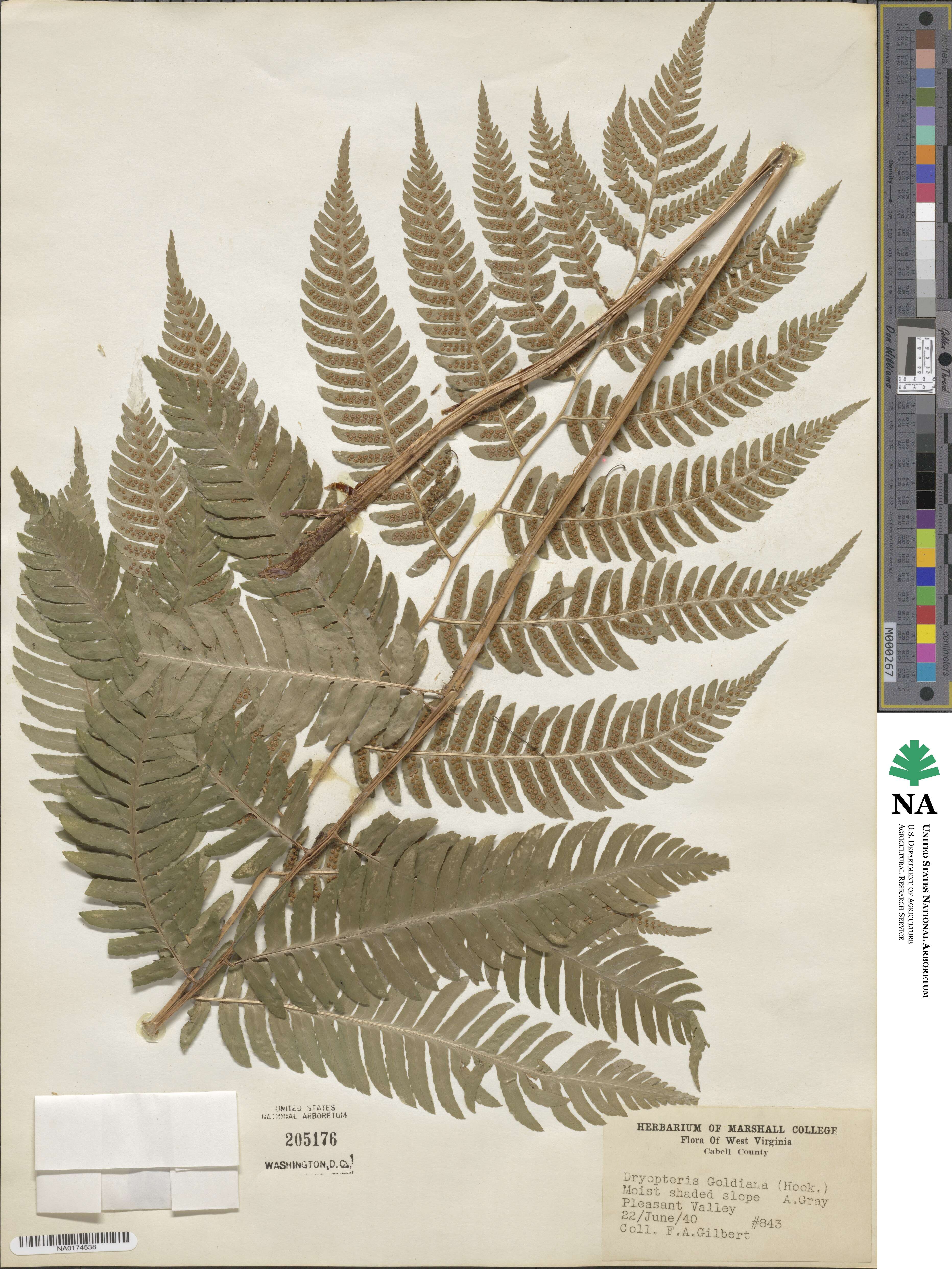 Dryopteris goldieana image