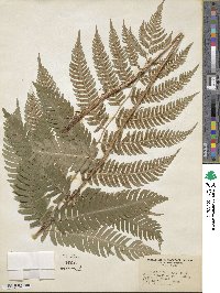 Dryopteris goldieana image