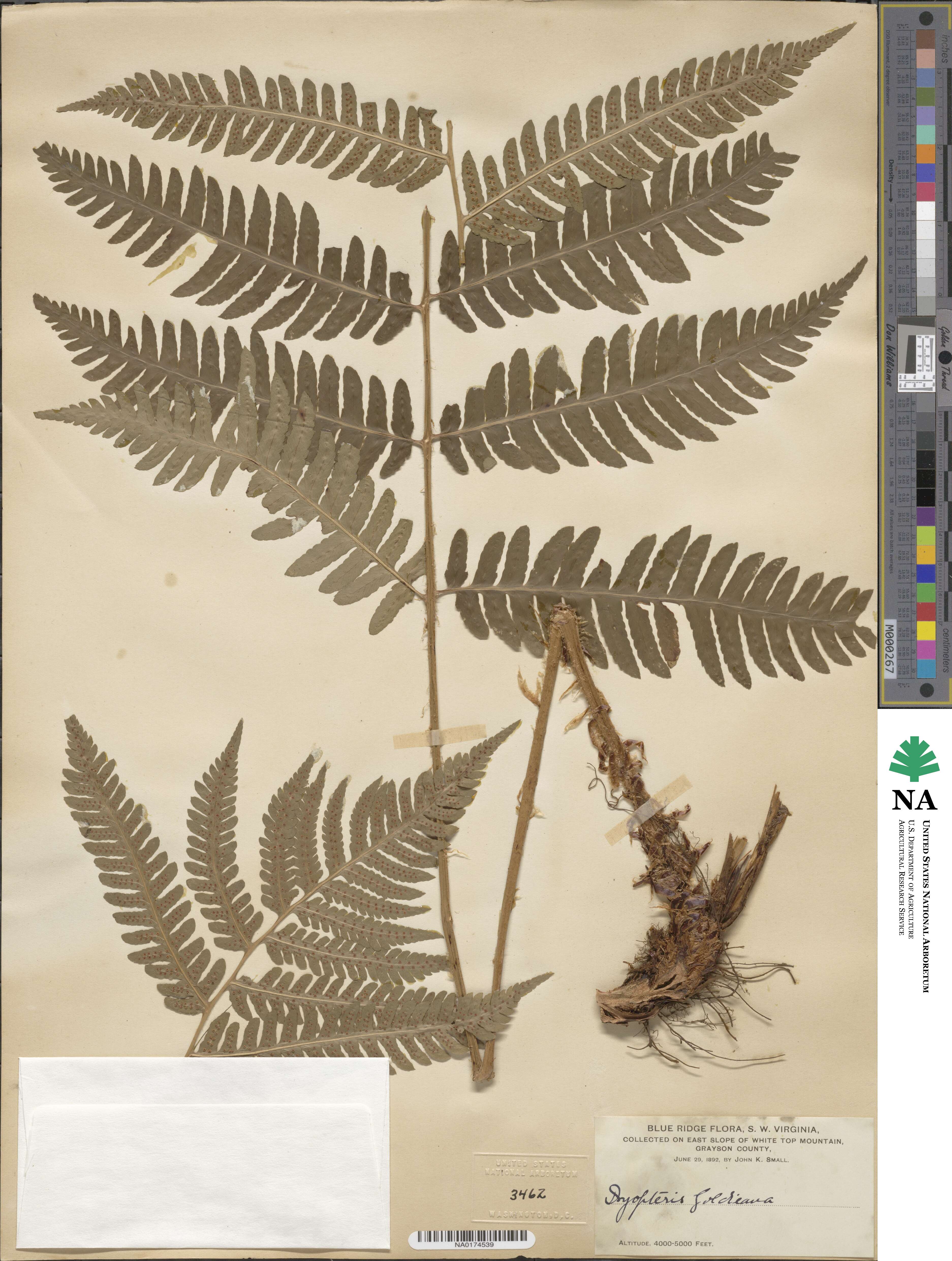 Dryopteris goldieana image