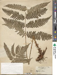 Dryopteris goldieana image