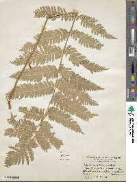 Dryopteris goldieana image