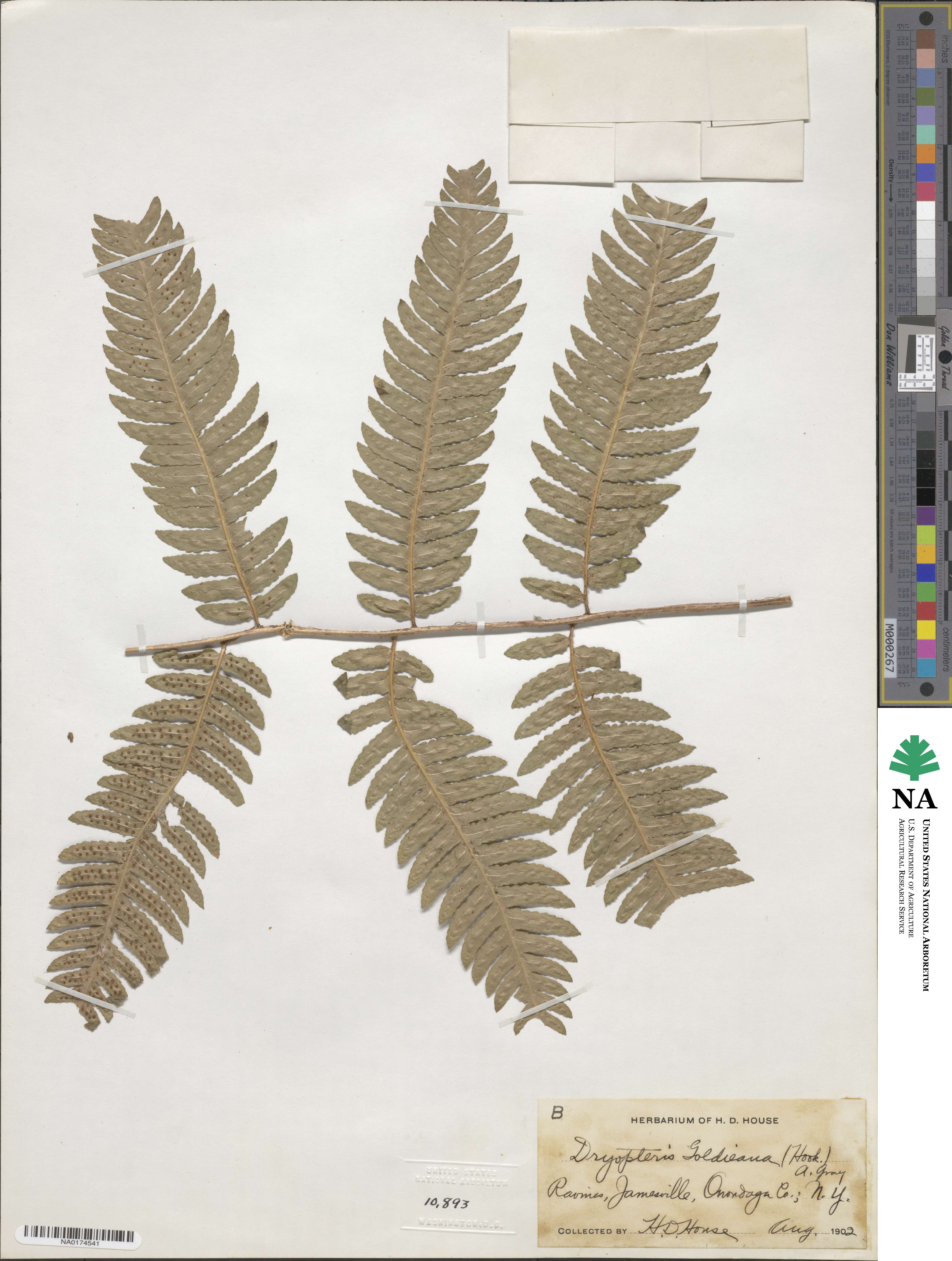 Dryopteris goldieana image