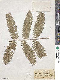 Dryopteris goldieana image