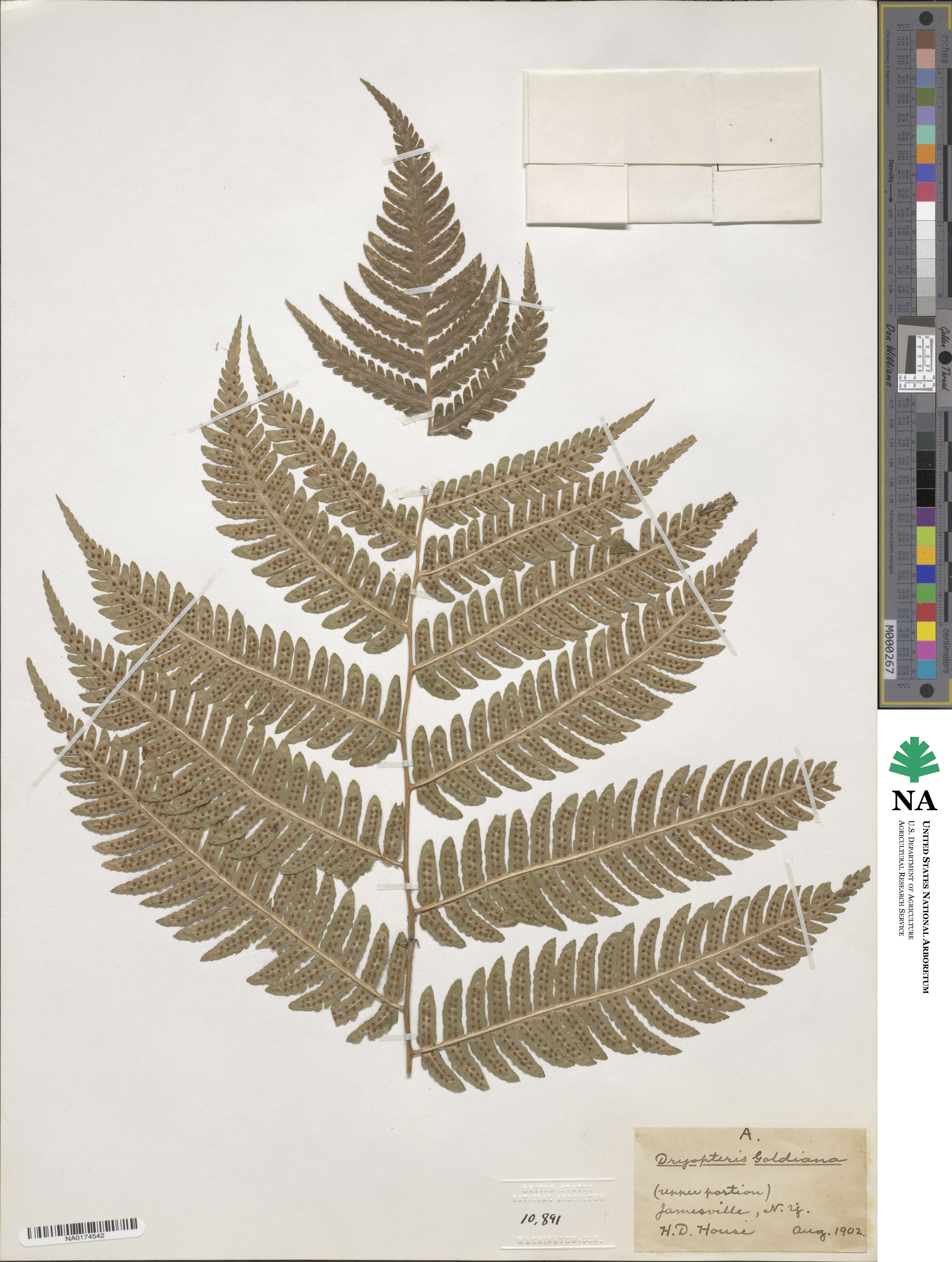 Dryopteris goldieana image