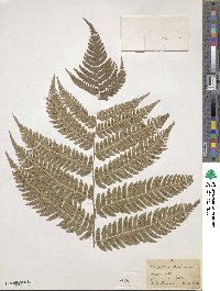 Dryopteris goldieana image