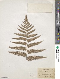 Dryopteris celsa image