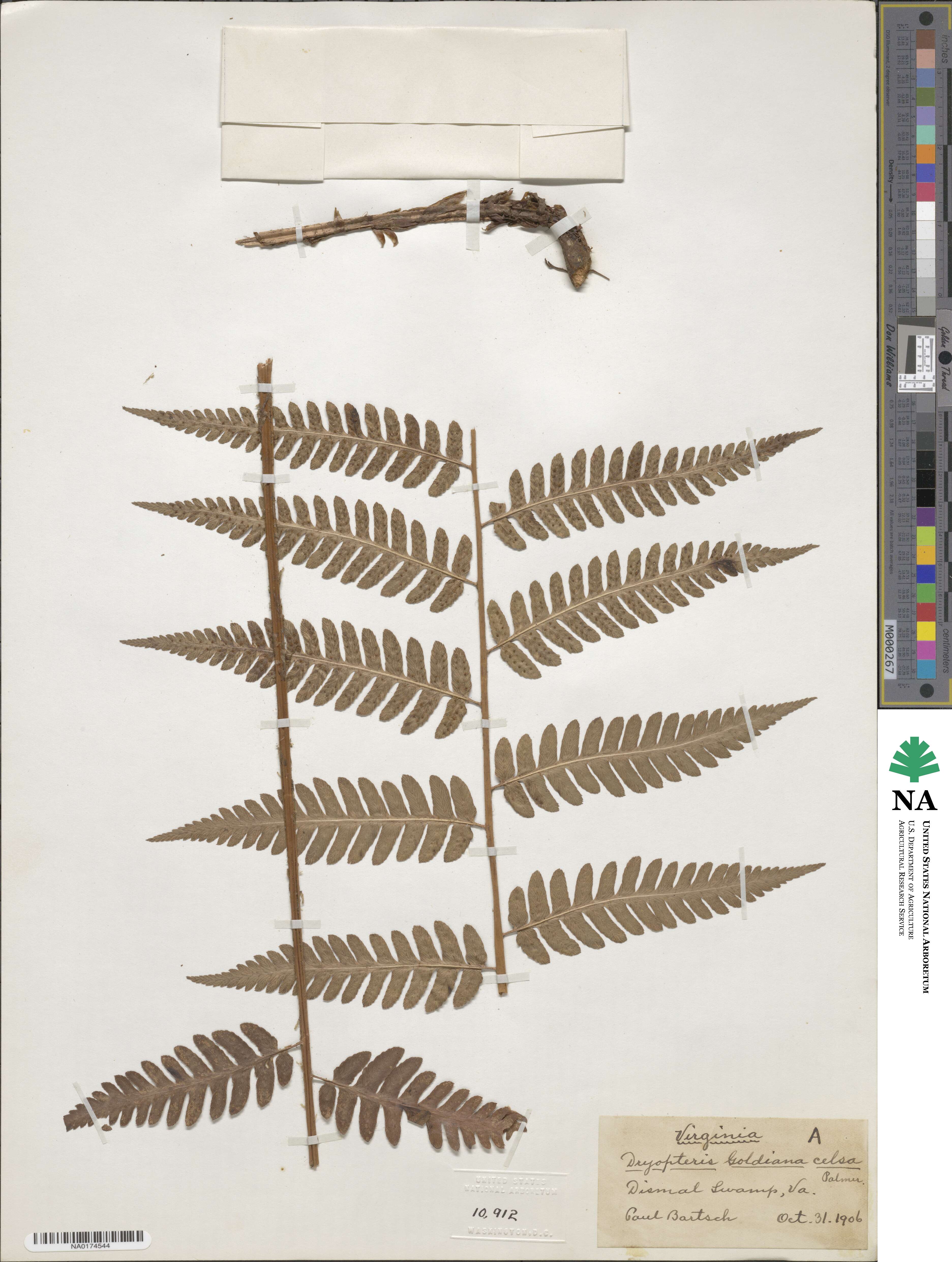 Dryopteris image