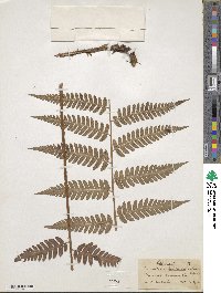 Dryopteris celsa image