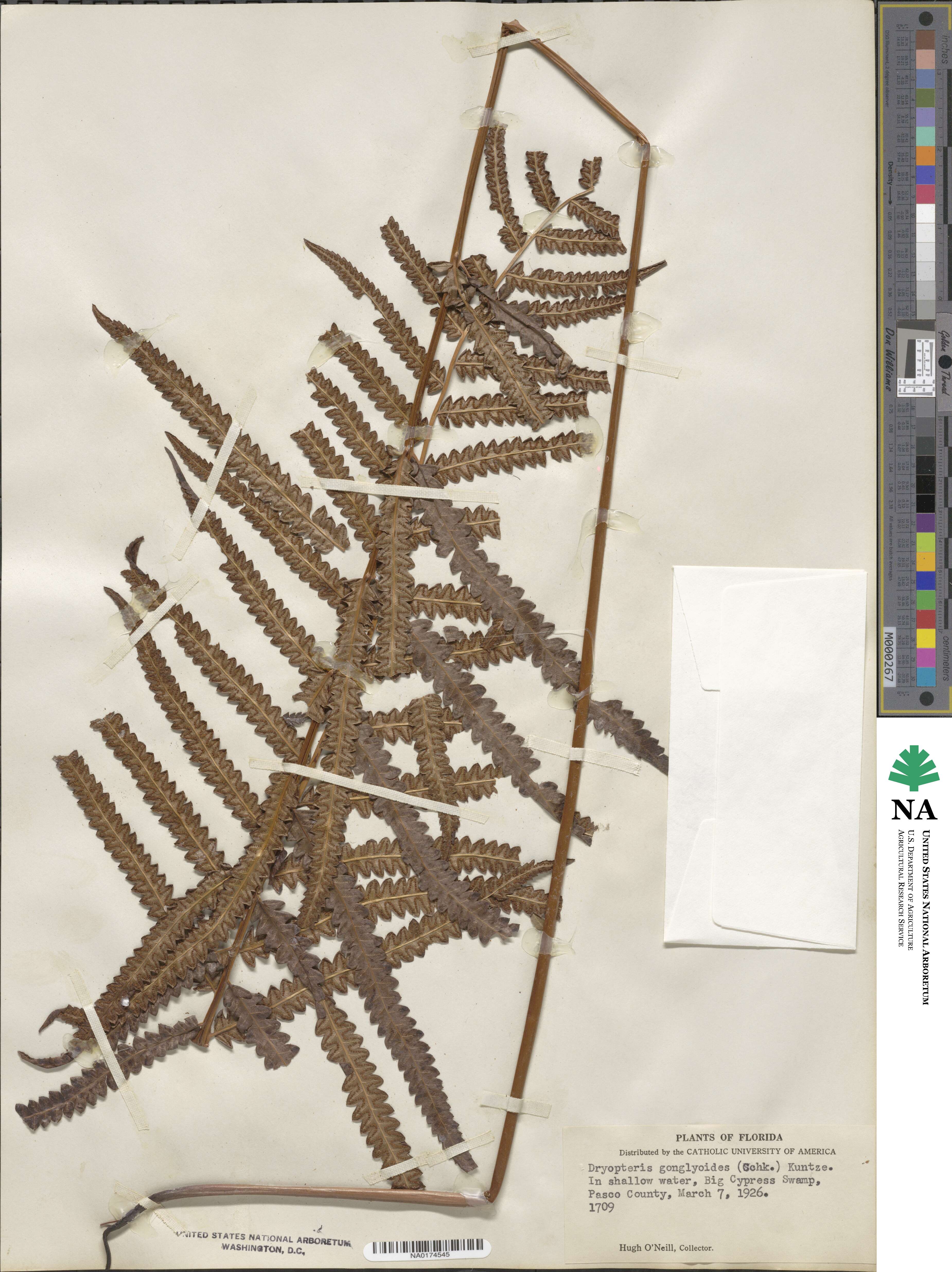 Cyclosorus interruptus image