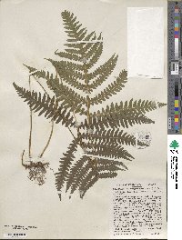 Phegopteris hexagonoptera image
