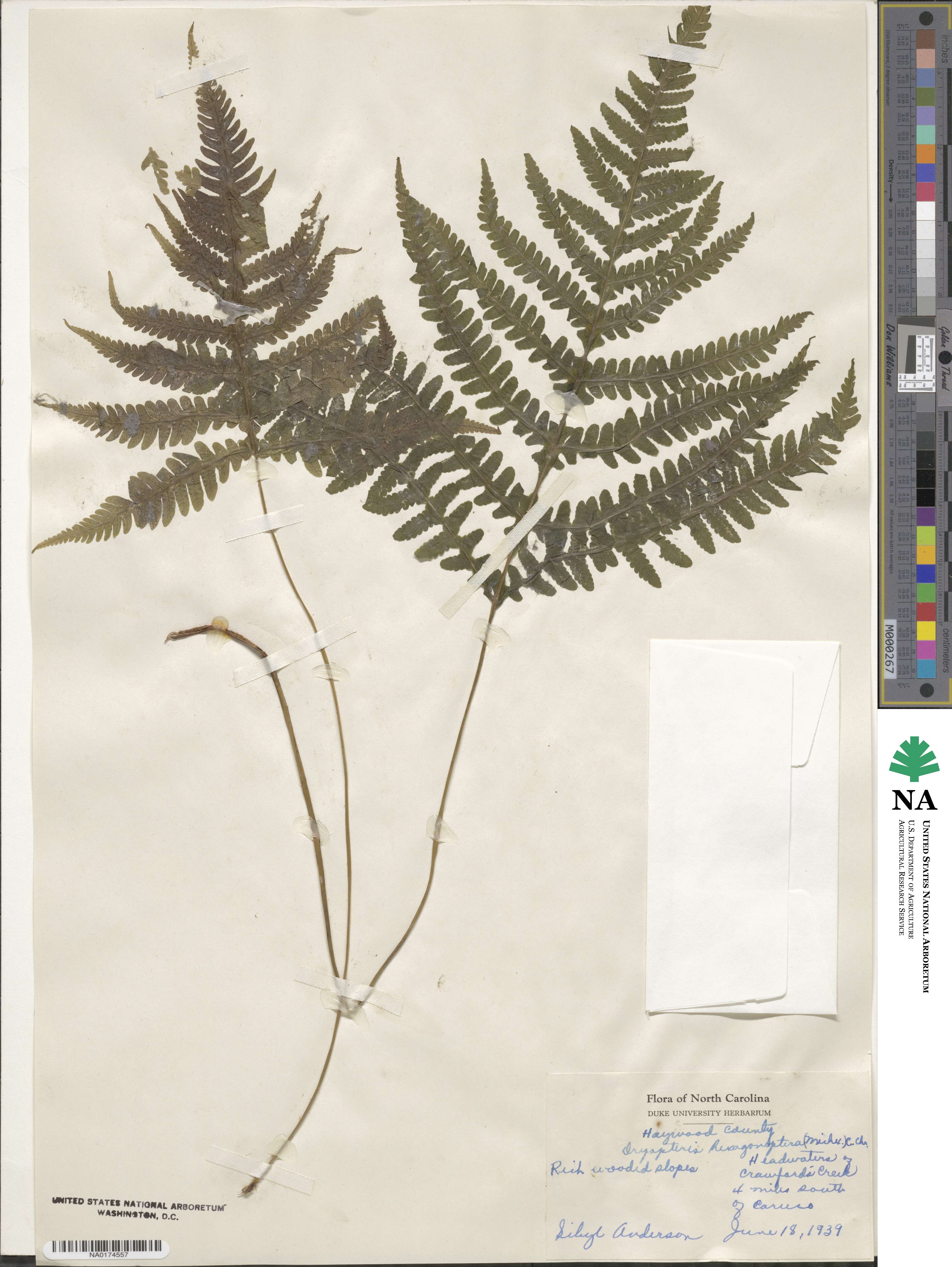 Phegopteris hexagonoptera image