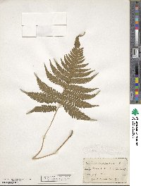Phegopteris hexagonoptera image