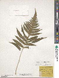 Phegopteris hexagonoptera image