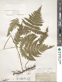 Phegopteris hexagonoptera image
