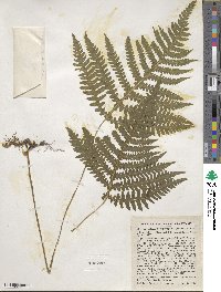 Phegopteris hexagonoptera image