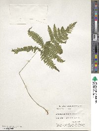 Phegopteris hexagonoptera image