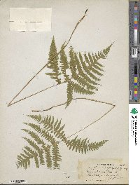 Phegopteris hexagonoptera image