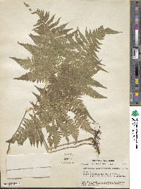 Phegopteris hexagonoptera image
