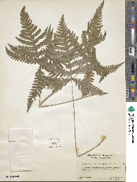 Phegopteris hexagonoptera image