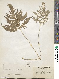 Phegopteris hexagonoptera image