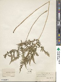 Phegopteris hexagonoptera image