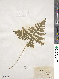 Phegopteris hexagonoptera image