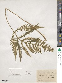 Phegopteris hexagonoptera image