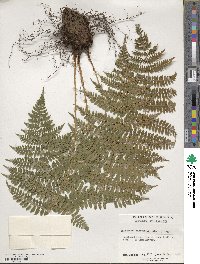 Dryopteris intermedia image