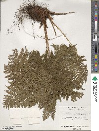 Dryopteris intermedia image