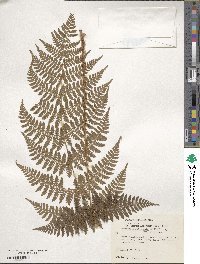 Dryopteris intermedia image