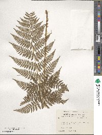 Dryopteris intermedia image