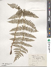 Dryopteris intermedia image