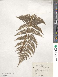 Dryopteris intermedia image