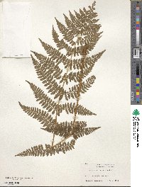 Dryopteris intermedia image