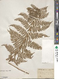 Dryopteris intermedia image