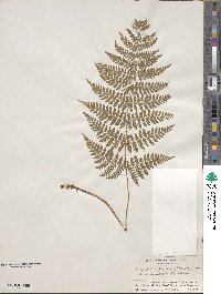 Dryopteris intermedia image