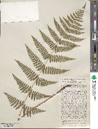 Dryopteris intermedia image