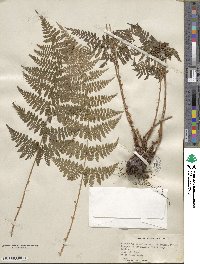 Dryopteris intermedia image