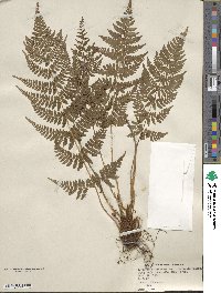 Dryopteris intermedia image