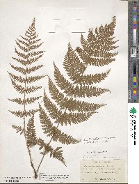 Dryopteris intermedia image