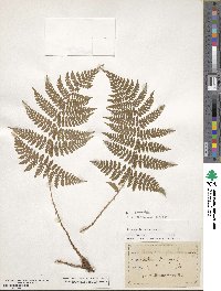 Dryopteris intermedia image