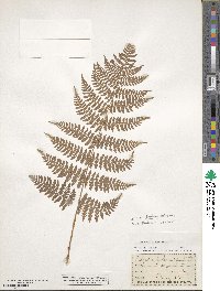 Dryopteris intermedia image