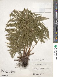 Dryopteris intermedia image