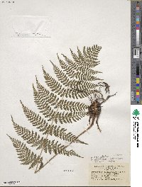 Dryopteris intermedia image