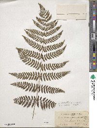 Dryopteris intermedia image