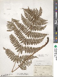 Dryopteris intermedia image