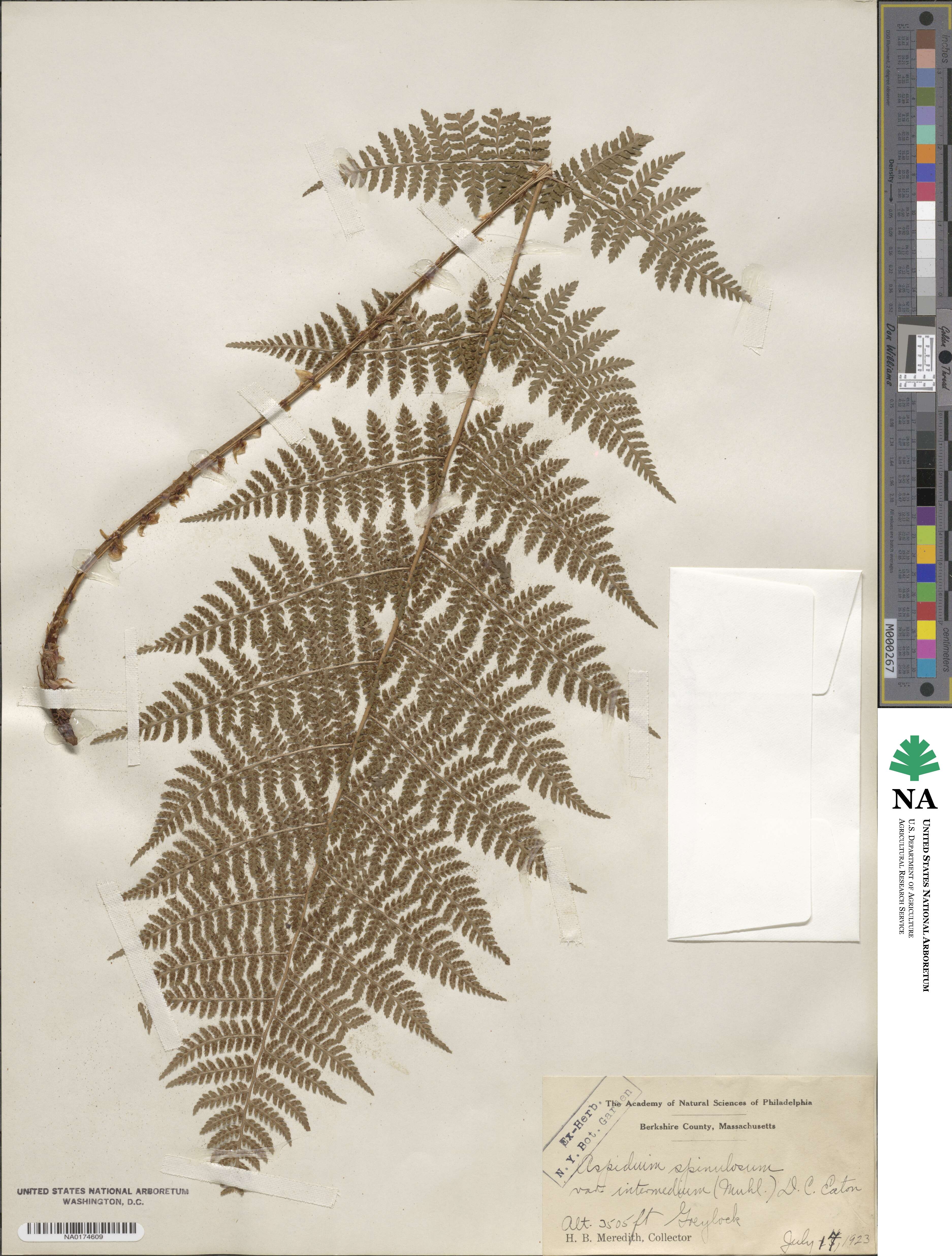 Dryopteris intermedia image