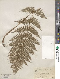 Dryopteris intermedia image