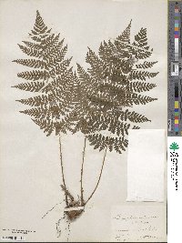 Dryopteris intermedia image